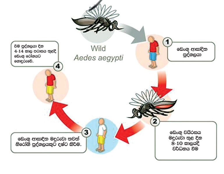 how to attack dengue